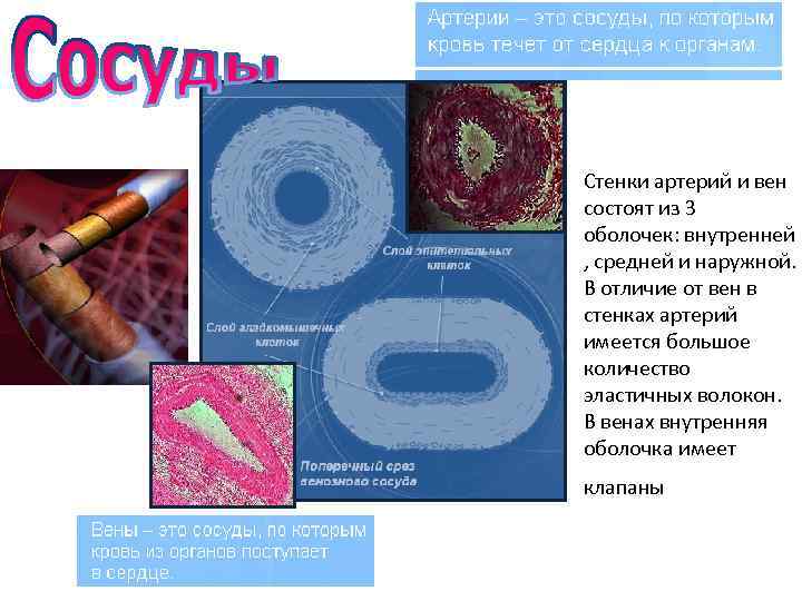  • Стенки артерий и вен состоят из 3 оболочек: внутренней , средней и