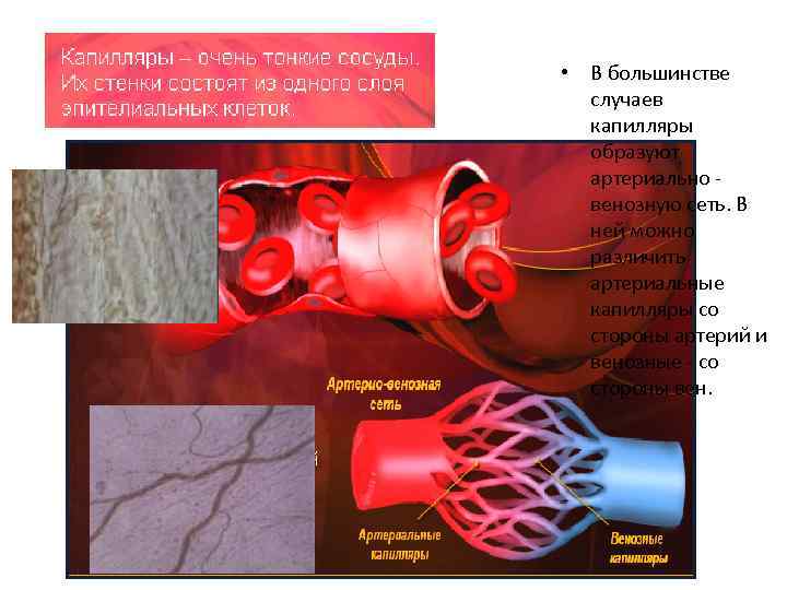 Соответствие артерии вены капилляры