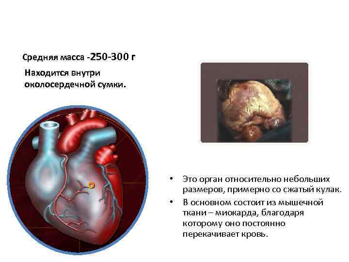 Средняя масса -250 -300 г Находится внутри околосердечной сумки. • Это орган относительно небольших