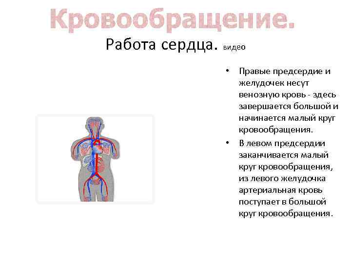 Работа сердца. видео • Правые предсердие и желудочек несут венозную кровь - здесь завершается