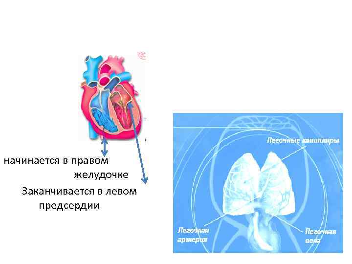 Круг кровообращения в правом предсердии