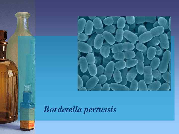 Bordetella рertussis 