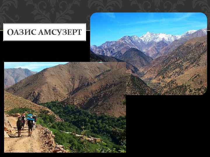 ОАЗИС АМСУЗЕРТ 