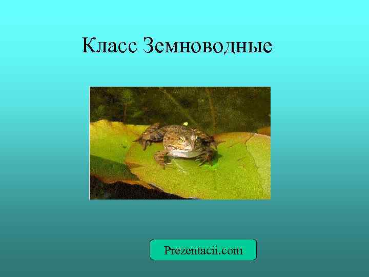 Класс Земноводные Prezentacii. com 