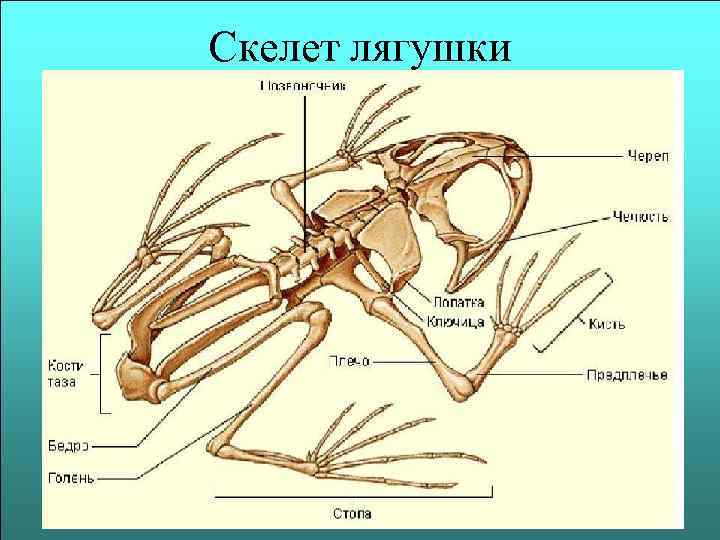 Скелет лягушки 