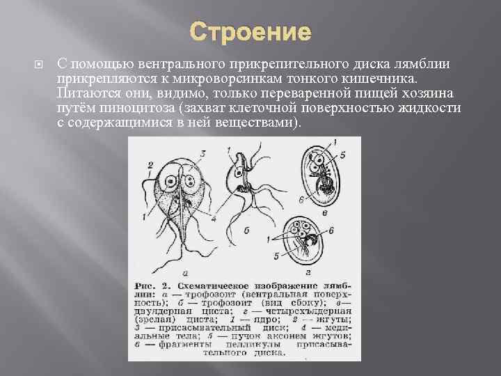 Кишечная лямблия презентация