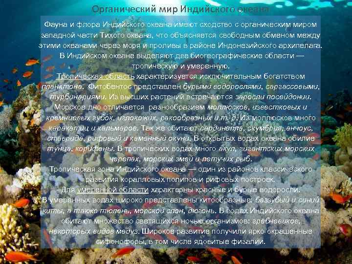 Органический мир Индийского океана Фауна и флора Индийского океана имеют сходство с органическим миром
