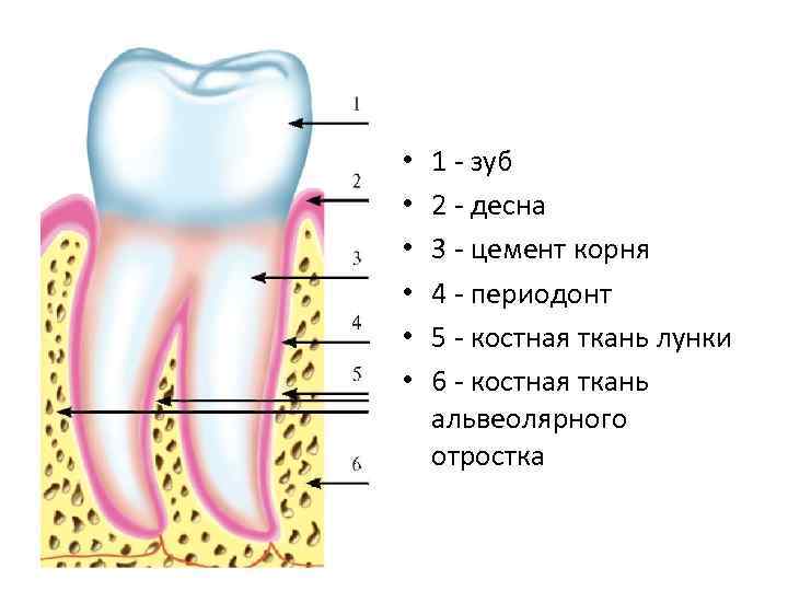 • • • 1 - зуб 2 - десна 3 - цемент корня