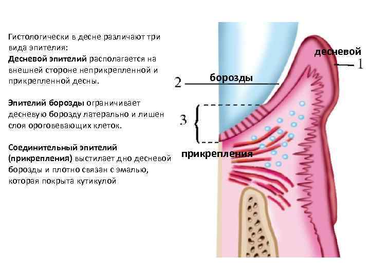 Гистологически в десне различают три вида эпителия: Десневой эпителий располагается на внешней стороне неприкрепленной