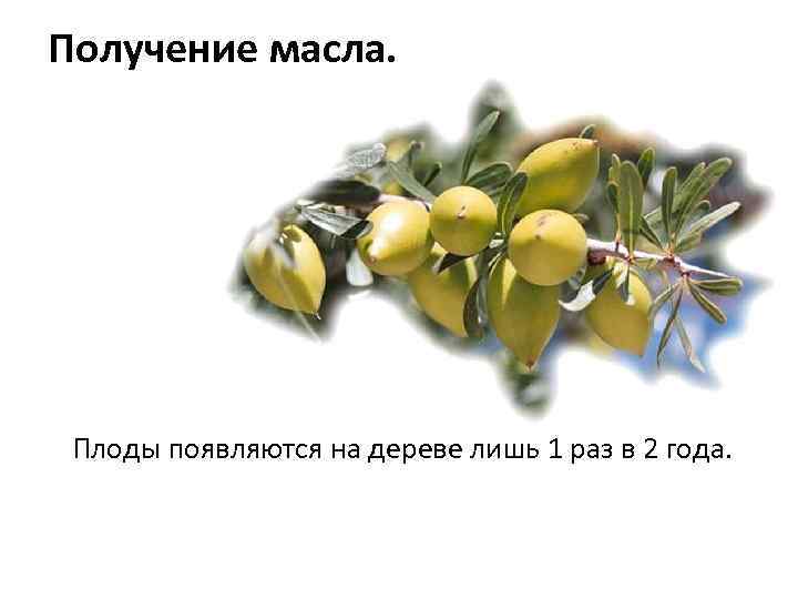 Получение масла. Плоды появляются на дереве лишь 1 раз в 2 года. 