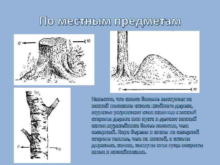 По местным предметам Известно, что смола больше выступает на южной половине ствола хвойного дерева,
