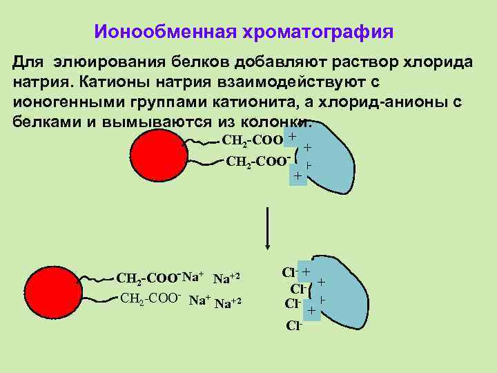 Ионообменная хроматография Для элюирования белков добавляют раствор хлорида натрия. Катионы натрия взаимодействуют с ионогенными