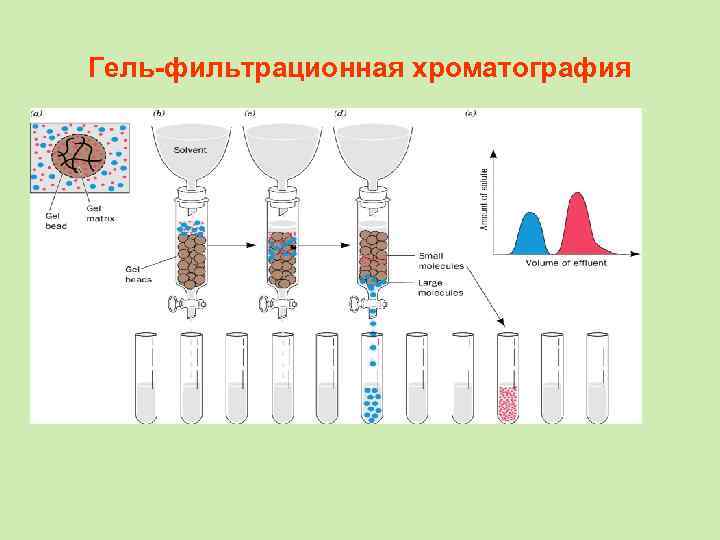 Гель-фильтрационная хроматография 