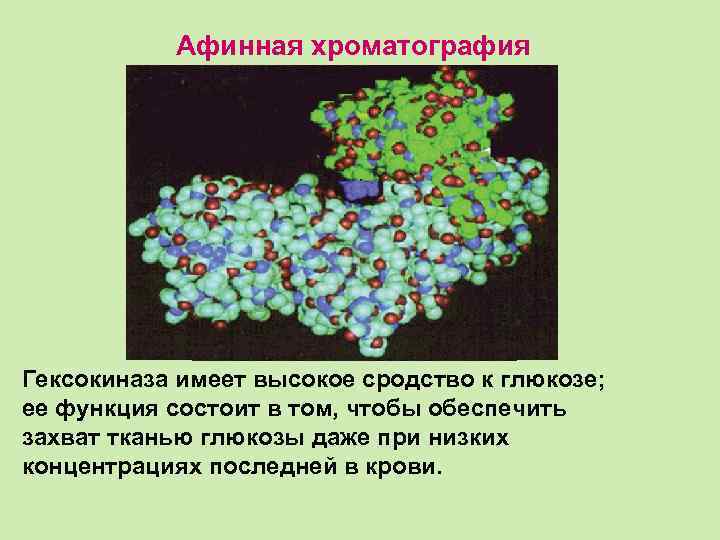 Афинная хроматография Гексокиназа имеет высокое сродство к глюкозе; ее функция состоит в том, чтобы