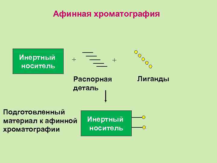 Афинная хроматография Инертный носитель + + Распорная деталь Подготовленный материал к афинной хроматографии Инертный