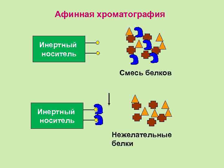 Инертный это. Инертный носитель. Инертный носитель в хроматографии это. Афинная хроматография. Афинная хроматография презентация.