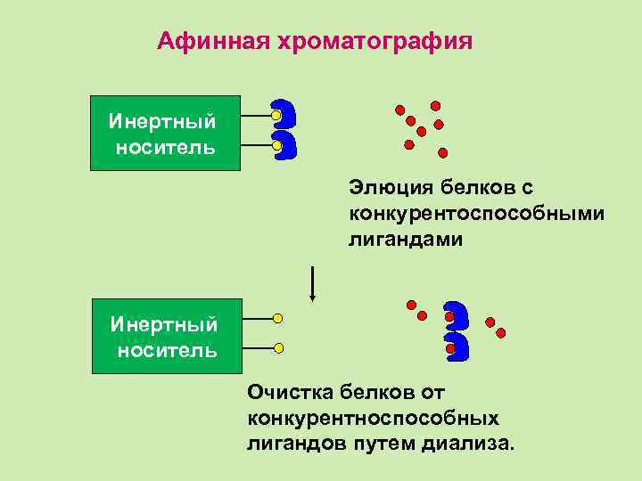 Афинная хроматография Инертный носитель Элюция белков с конкурентоспособными лигандами Инертный носитель Очистка белков от