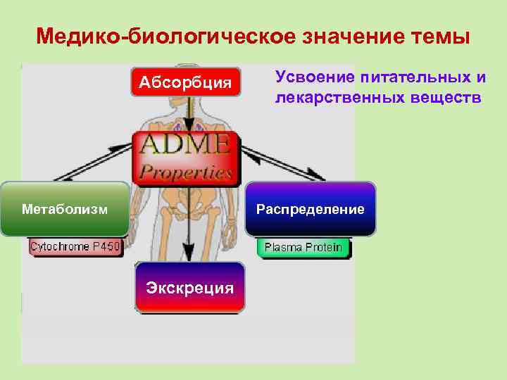 Медико-биологическое значение темы Абсорбция Метаболизм Усвоение питательных и лекарственных веществ Распределение Экскреция 