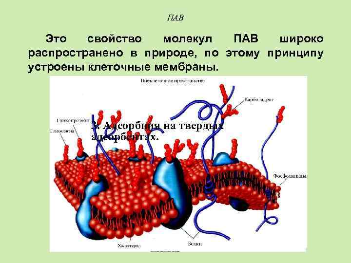 ПАВ Это свойство молекул ПАВ широко распространено в природе, по этому принципу устроены клеточные