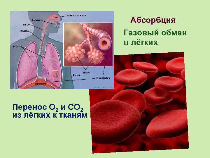 Абсорбция Газовый обмен в лёгких Перенос О 2 и СО 2 из лёгких к