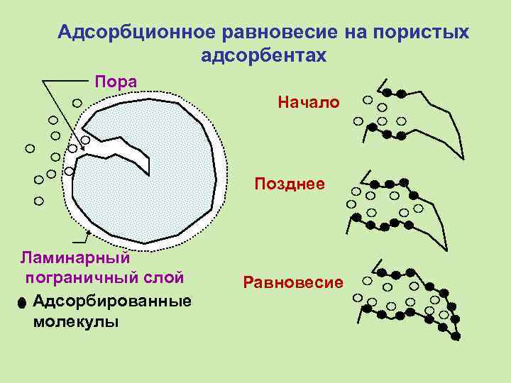 Адсорбционное равновесие на пористых адсорбентах Пора Начало Позднее Ламинарный пограничный слой Адсорбированные молекулы Равновесие