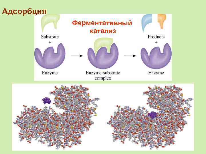 Адсорбция Ферментативный катализ 