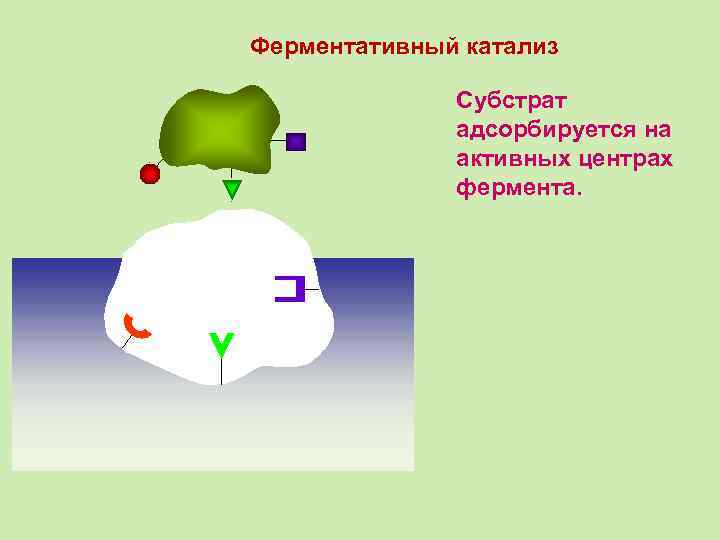 Ферментативный катализ Субстрат адсорбируется на активных центрах фермента. 