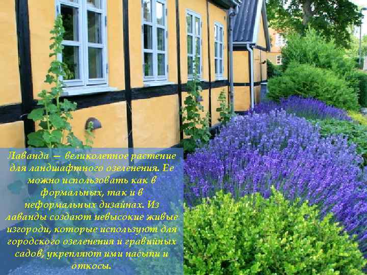 Лаванда — великолепное растение для ландшафтного озеленения. Ее можно использовать как в формальных, так