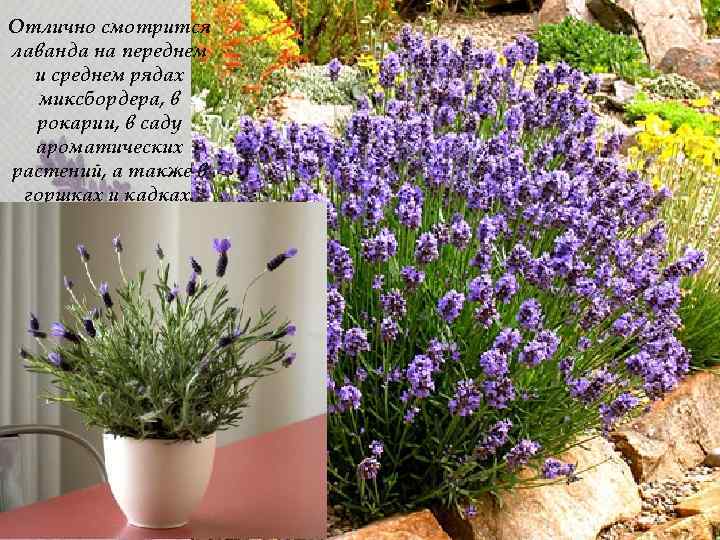 Отлично смотрится лаванда на переднем и среднем рядах миксбордера, в рокарии, в саду ароматических