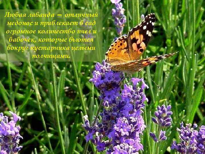 Любая лаванда — отличный медонос и привлекает в сад огромное количество пчел и бабочек,