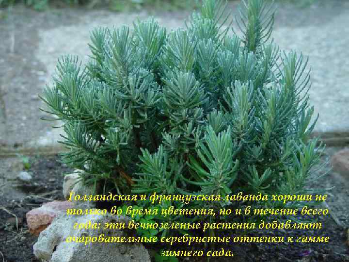 Голландская и французская лаванда хороши не только во время цветения, но и в течение