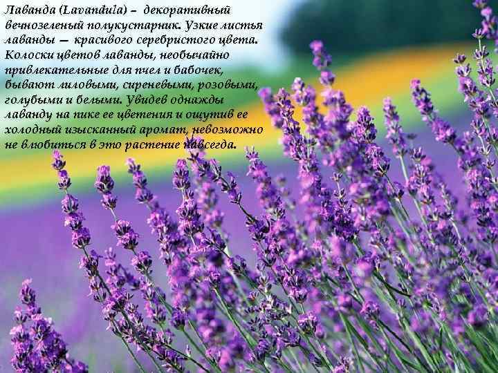 Лаванда (Lavandula) – декоративный вечнозеленый полукустарник. Узкие листья лаванды — красивого серебристого цвета. Колоски