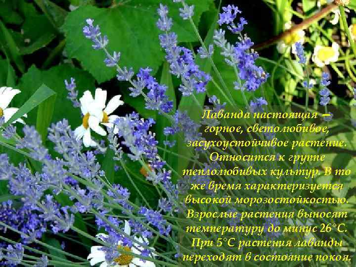Лаванда настоящая — горное, светолюбивое, засухоустойчивое растение. Относится к группе теплолюбивых культур. В то