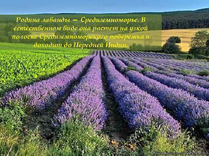 Родина лаванды — Средиземноморье. В естественном виде она растет на узкой полоске Средиземноморского побережья