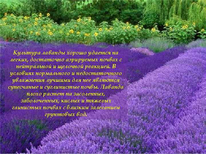 Культура лаванды хорошо удается на легких, достаточно аэрируемых почвах с нейтральной и щелочной реакцией.