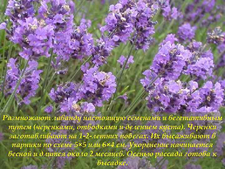 Размножают лаванду настоящую семенами и вегетативным путем (черенками, отводками и делением куста). Черенки заготавливают