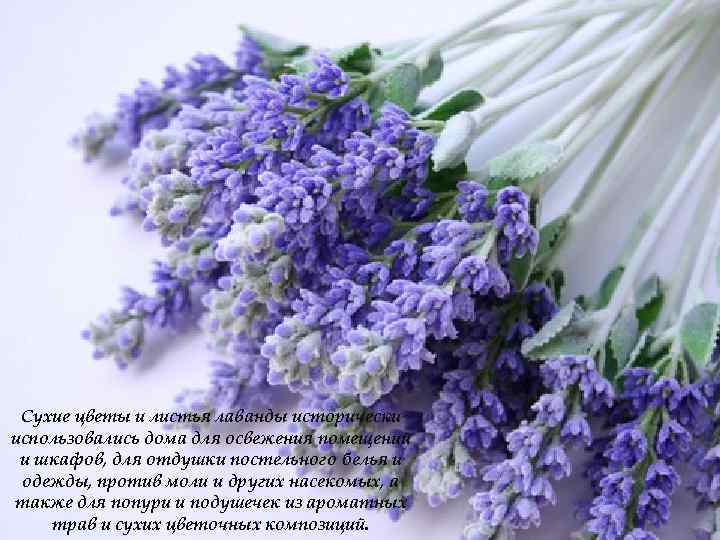 Сухие цветы и листья лаванды исторически использовались дома для освежения помещений и шкафов, для