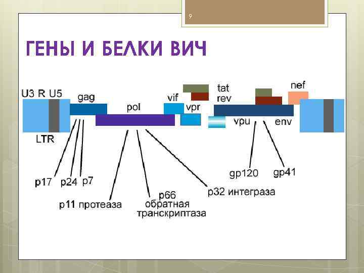 P24 вич 1. Геном ВИЧ. Строение генома ВИЧ. Белки ВИЧ. Геном ВИЧ 1.