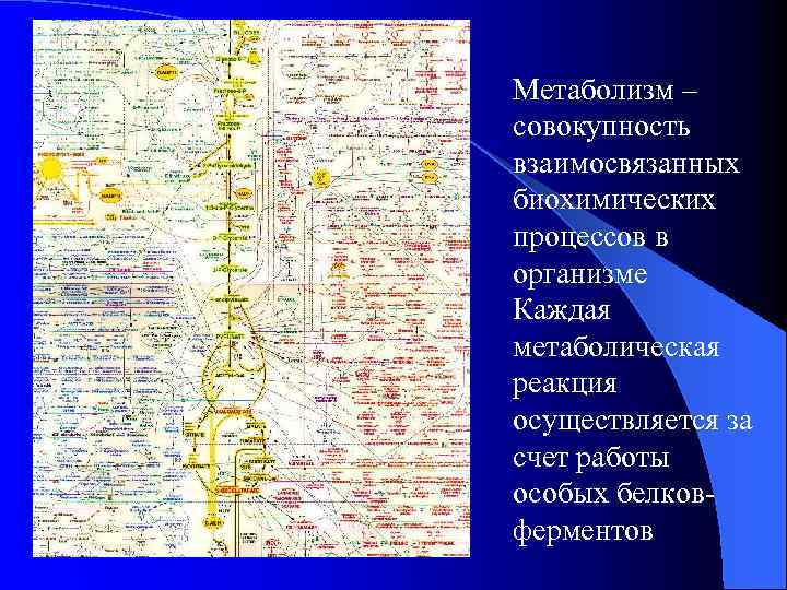 Метаболизм – совокупность взаимосвязанных биохимических процессов в организме Каждая метаболическая реакция осуществляется за счет