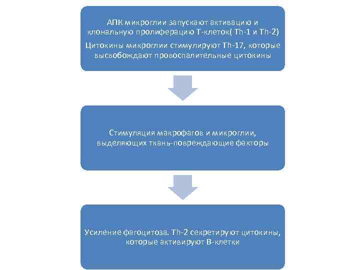 АПК микроглии запускают активацию и клональную пролиферацию Т-клеток( Th-1 и Th-2) Цитокины микроглии стимулируют