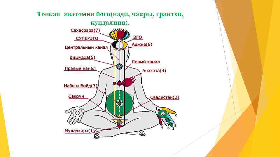 Тонкая анатомия йоги(нади, чакры, грантхи, кундалини). 