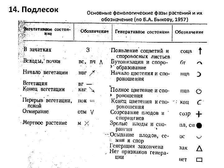 14. Подлесок Основные фенологические фазы растений и их обозначение (по Б. А. Быкову, 1957)