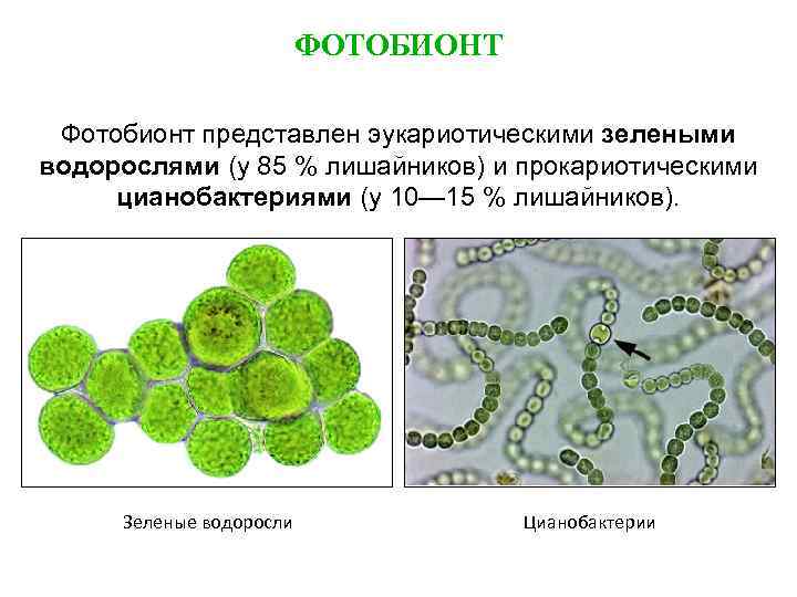 Хлорофилл цианобактерий