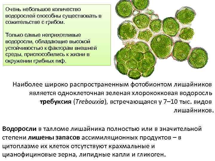 В состав лишайников входят водоросли. Клетки водоросли в теле лишайника. Лишайники одноклеточные водоросли и. Одноклеточные зелёные водоросли в лишайнике. Водоросли в составе лишайника.