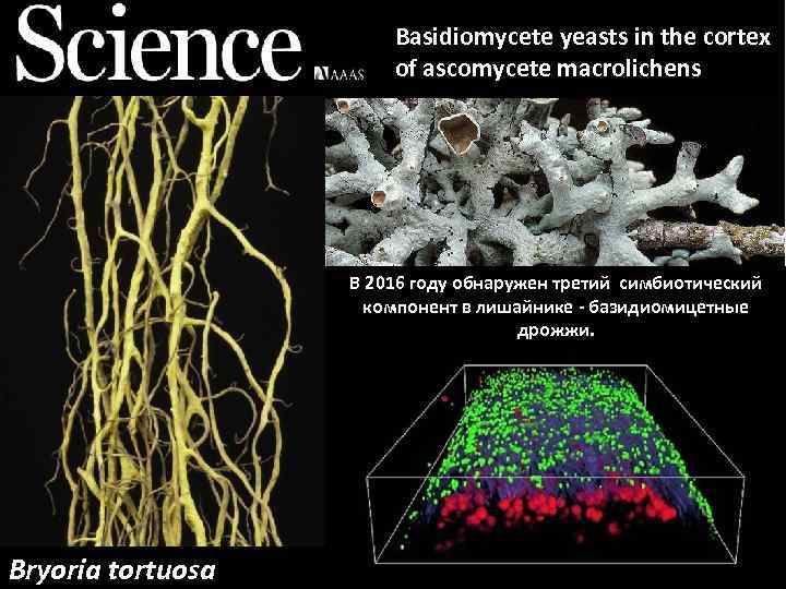 Basidiomycete yeasts in the cortex of ascomycete macrolichens В 2016 году обнаружен третий симбиотический