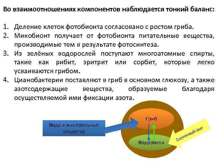 Во взаимоотношениях компонентов наблюдается тонкий баланс: 1. Деление клеток фотобионта согласовано с ростом гриба.