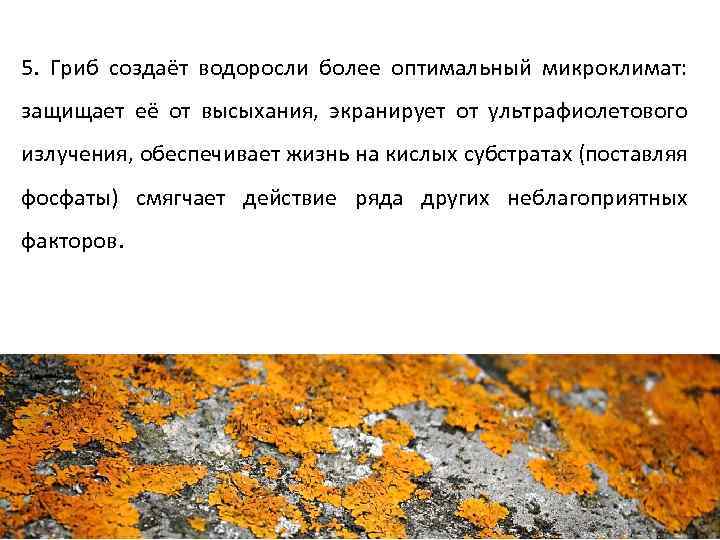 5. Гриб создаёт водоросли более оптимальный микроклимат: защищает её от высыхания, экранирует от ультрафиолетового