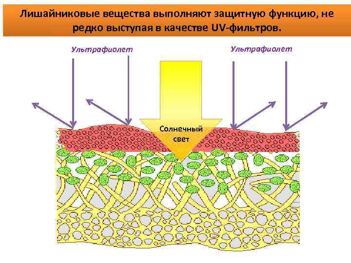 Лишайниковые вещества выполняют защитную функцию, не редко выступая в качестве UV-фильтров. Ультрафиолет Солнечный свет