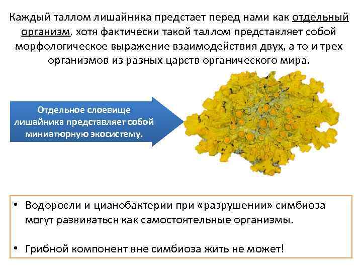 Каждый таллом лишайника предстает перед нами как отдельный организм, хотя фактически такой таллом представляет