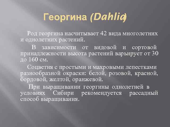 Георгина (Dahlia) Род георгина насчитывает 42 вида многолетних и однолетних растений. В зависимости от